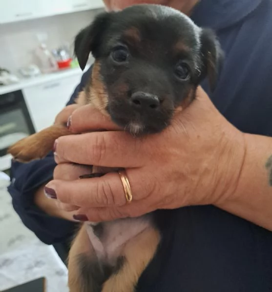 Regalo pinscher nero femmina e maschio