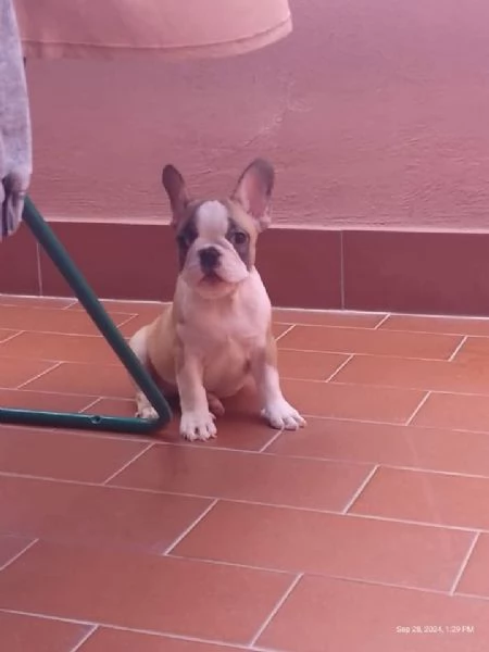 Cucciolo bulldog francese cerca famiglia