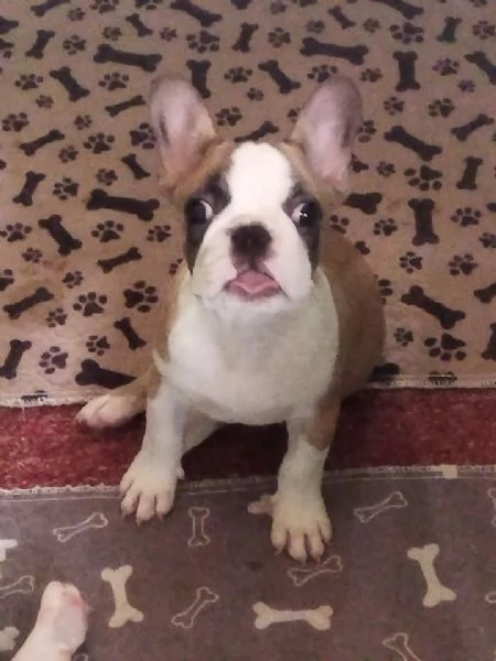 Cucciolo bulldog francese cerca famiglia | Foto 2