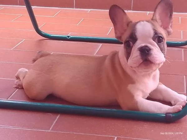 Cucciolo bulldog francese cerca famiglia | Foto 1