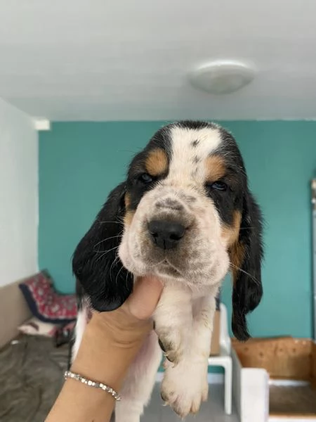 Vendita Cuccioli di Basset hound 