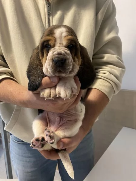 Vendita Cuccioli di Basset hound  | Foto 4