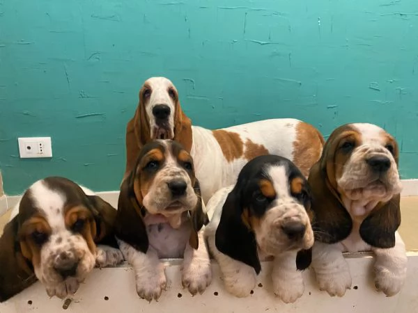 Vendita Cuccioli di Basset hound  | Foto 3