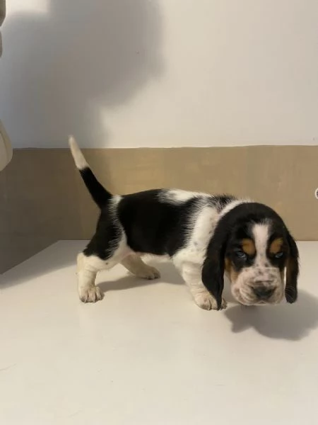 Vendita Cuccioli di Basset hound  | Foto 1