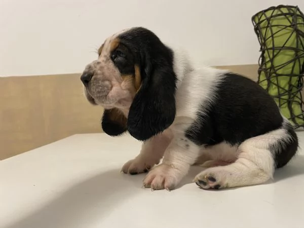 Vendita Cuccioli di Basset hound  | Foto 0