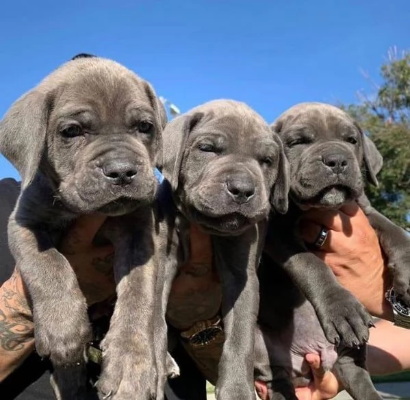 Cuccioli di canna sani corso