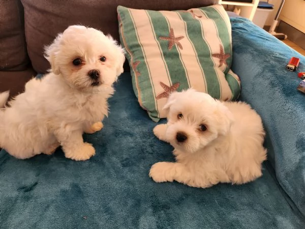 Maltese Nano