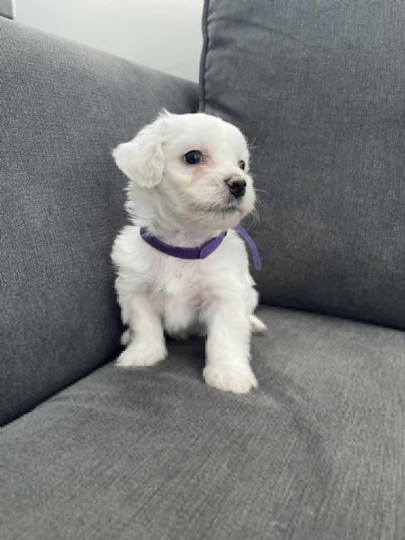 CUCCIOLI MALTESE TOY