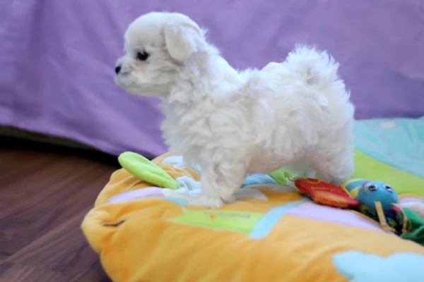 Maltese Cuccioli disponibili | Foto 0