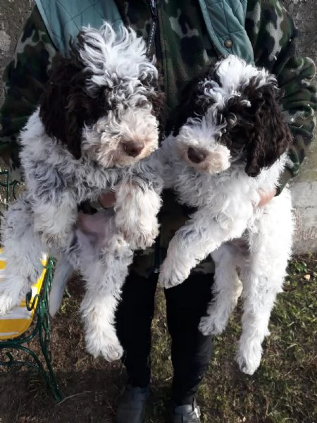 Cuccioli di Lagotto Romagnolo  | Foto 6