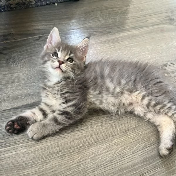 Disponibili Cuccioli di Maine coon | Foto 0