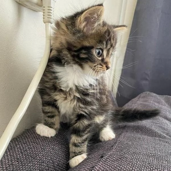 Maine Coon cuccioli | Foto 0