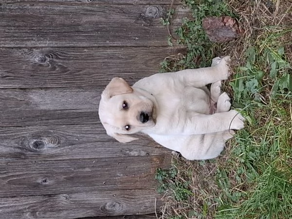 Labrador retriver 