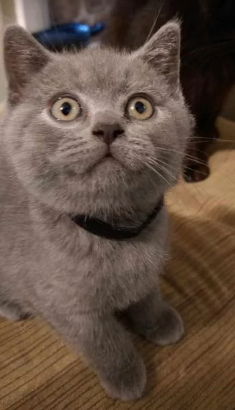 Gattini British Shorthair dolcissimi