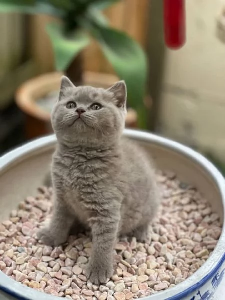 Cuccioli British shorthair | Foto 0