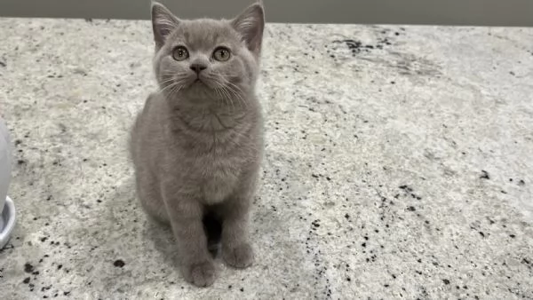 Cucciolo di British Shorthair 