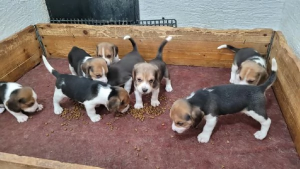 regala cuccioli di beagle maschi e femmine | Foto 0