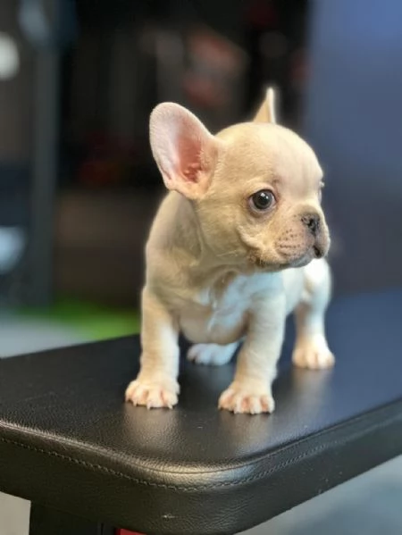 regalo cuccioli di bulldog francese maschi e femmine | Foto 1