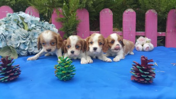 regalo cuccioli di Cavalier King maschi e femmine | Foto 2