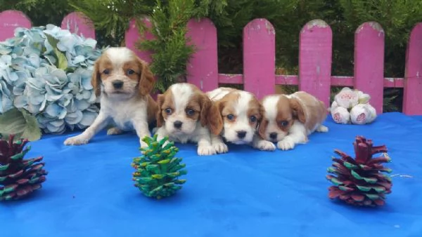 regalo cuccioli di Cavalier King maschi e femmine | Foto 0