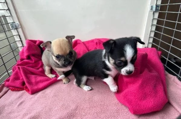 regalo cuccioli di Chihuahua maschi e femmine