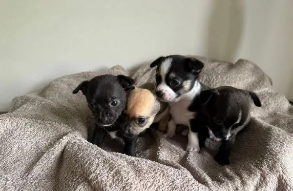 regalo cuccioli di Chihuahua maschi e femmine | Foto 0