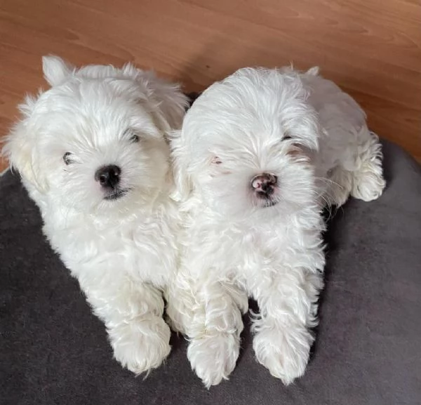 regalo cuccioli di Maltese maschi e femmine | Foto 0