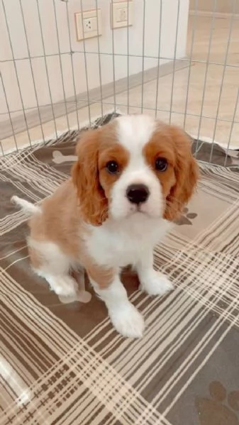 Regalo CAVALIER KING CON PEDIGREE