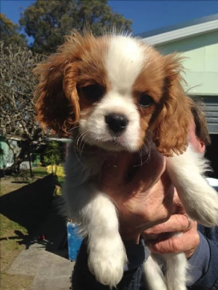 Regalo CAVALIER KING CON PEDIGREE | Foto 0