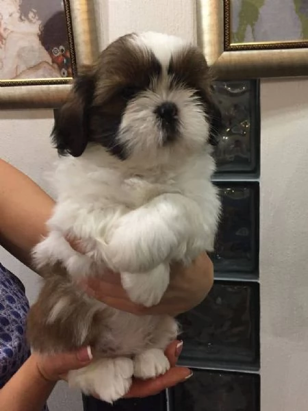 Regalo Shihtzu con PEDIGREE ENCI