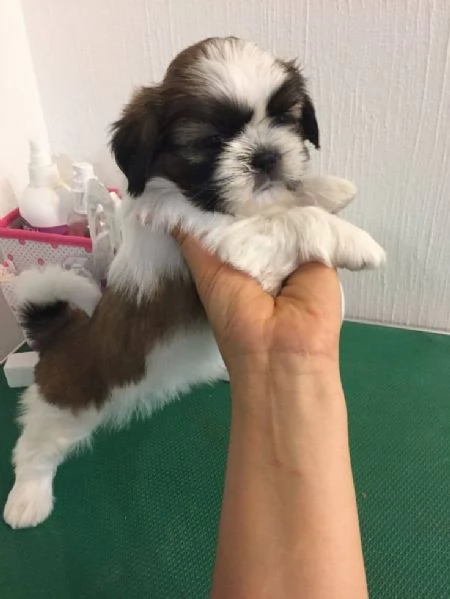 Regalo Shihtzu con PEDIGREE ENCI | Foto 1