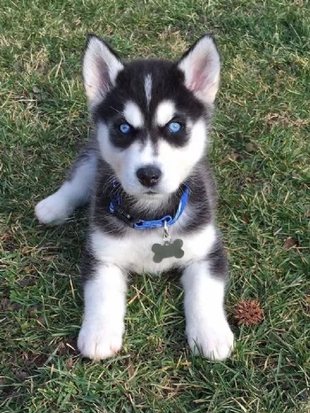 Regalo Cucciolo husky 4 | Foto 2