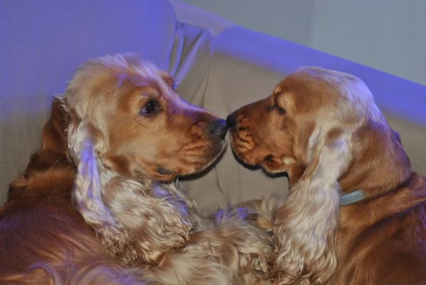 Cuccioli Cocker Spaniel Inglese con Pedigree