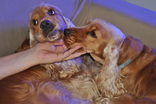 Cuccioli Cocker Spaniel Inglese con Pedigree | Foto 6