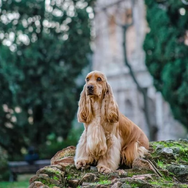 Cuccioli Cocker Spaniel Inglese con Pedigree | Foto 3