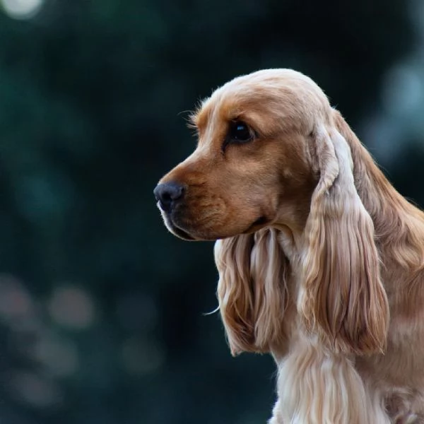 Cuccioli Cocker Spaniel Inglese con Pedigree | Foto 2