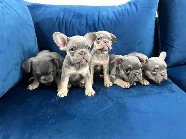 Cuccioli di Bulldog Francese in Adozione