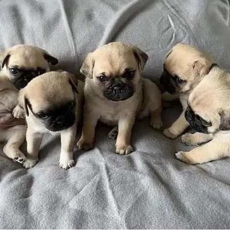 Cuccioli di carlino registrati