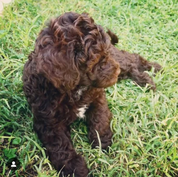 Cuccioli di Barboncino marroni e neri  | Foto 3