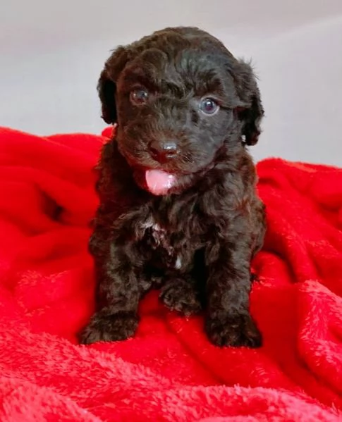 Cuccioli di Barboncino marroni e neri  | Foto 2