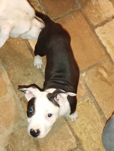 Vendo cuccioli di Amstaff  | Foto 1