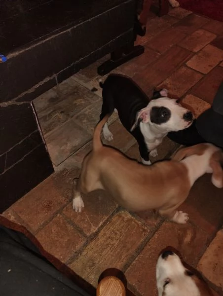 Vendo cuccioli di Amstaff  | Foto 0