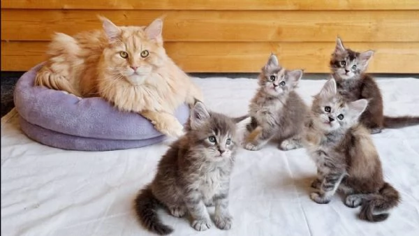 Bellissimi gattini Maine Coon