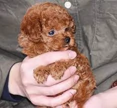 Vendo cucciolo di cane barboncino | Foto 0