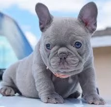 Cuccioli di Bulldog francese grigi