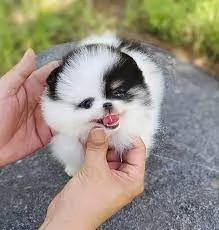 Mini giocattolo Lulu dei cuccioli di Pomerania | Foto 0