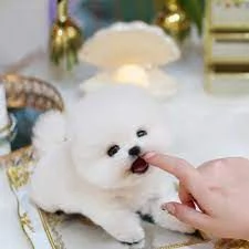 Mini giocattolo Lulu dei cuccioli di Pomerania