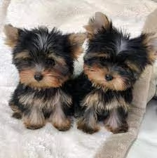 cuccioli di yorkshire terrier