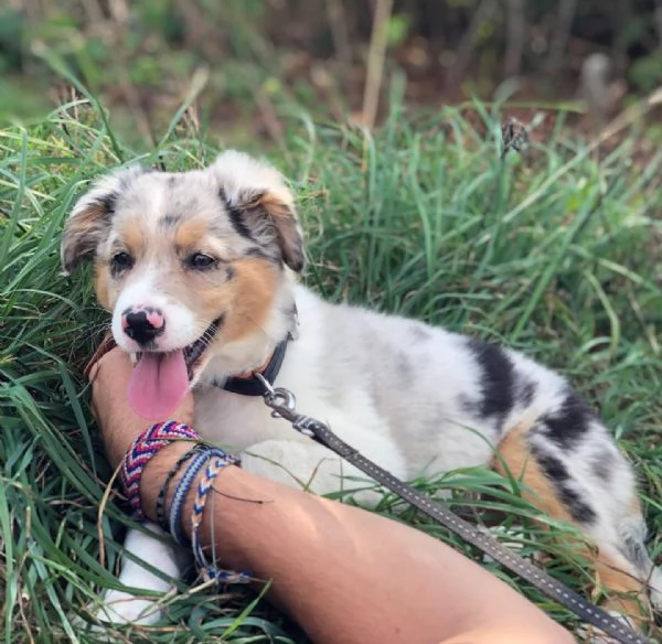 Cuccioli di pastore australiano disponibili