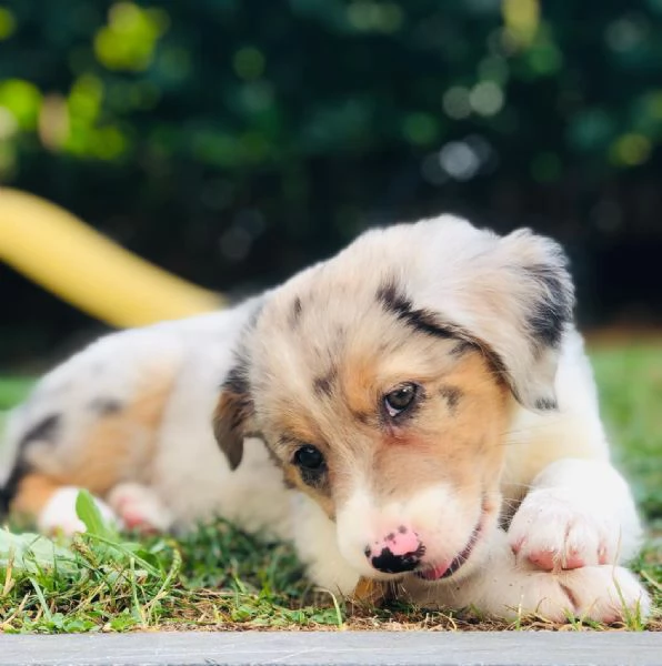 Cuccioli di pastore australiano disponibili | Foto 0